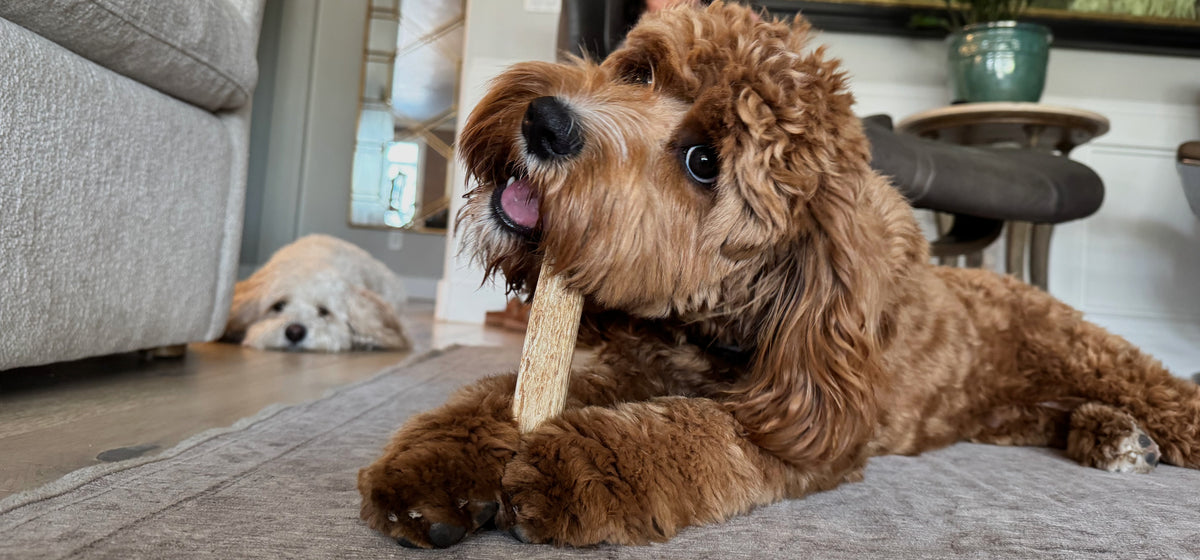 A dog enjoying an antler chew in a real K-9 Antler Co. lifestyle photograph